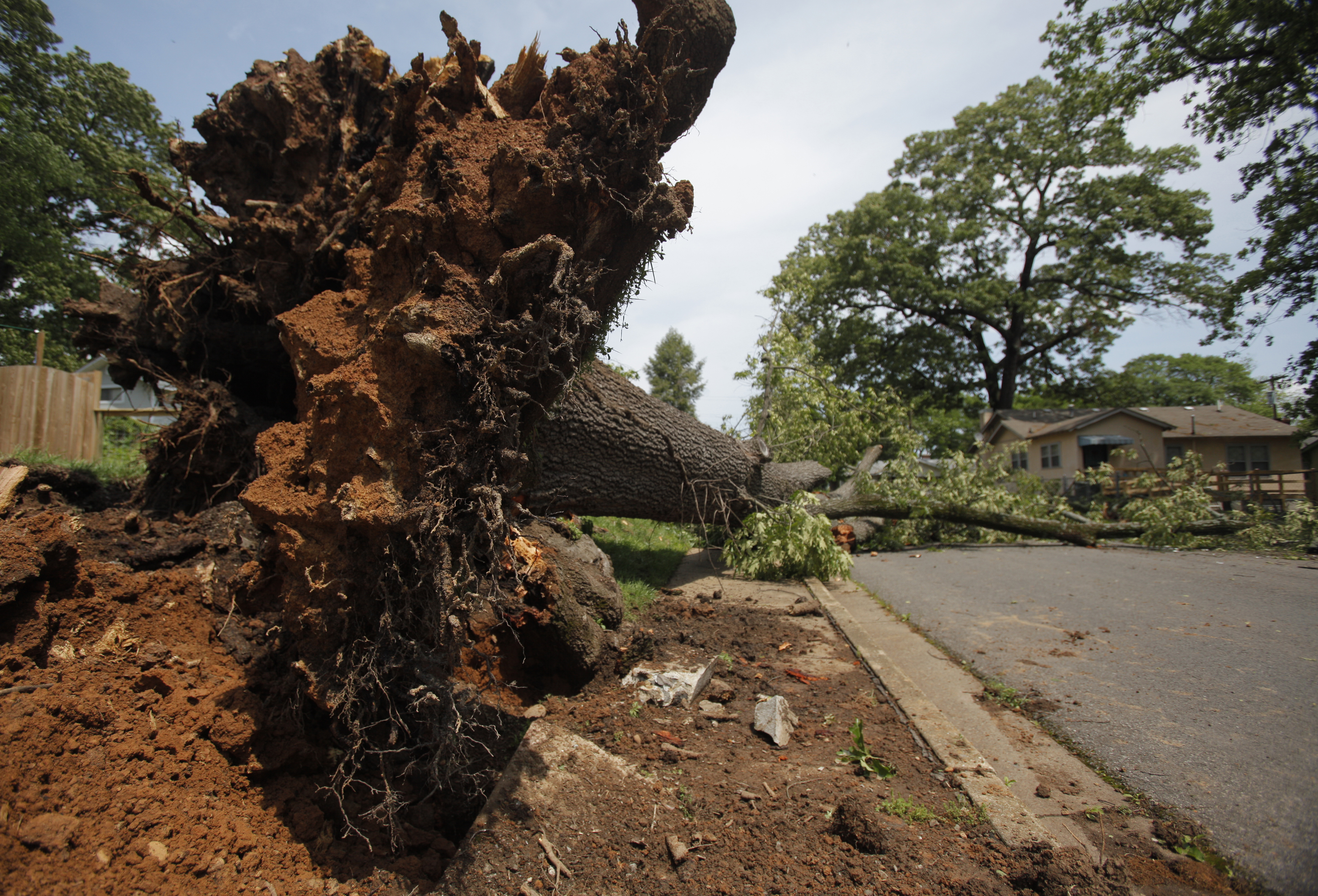 A tree lies uprooted in Highland Park. Trees were felled in the Highland Park neighborhood during Wednesday morning's storm.