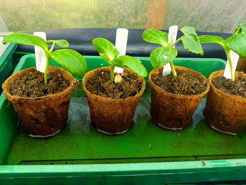 These porous recycled pots pick up water from the tray for these seedlings via capillary action, a good way to replenish the roots. (Dean Fosdick via AP)