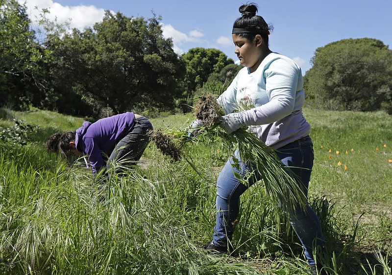 
              In this photo taken on Tuesday, March 22, 2016, Antioch High School freshman Matilde Roblero, right, removes invasive plant species from the Antioch Dunes National Wildlife Refuge in Antioch, Calif. In the latest incarnation of vocational education programs that once prepared young people not bound for college for skilled trades, the federal government and states like California are betting big that connecting high school studies to the increasingly technical knowledge required in fields such as manufacturing, agriculture and information technology will get more students to graduate, go on to complete at least some college and find well-paying jobs. (AP Photo/Ben Margot)
            