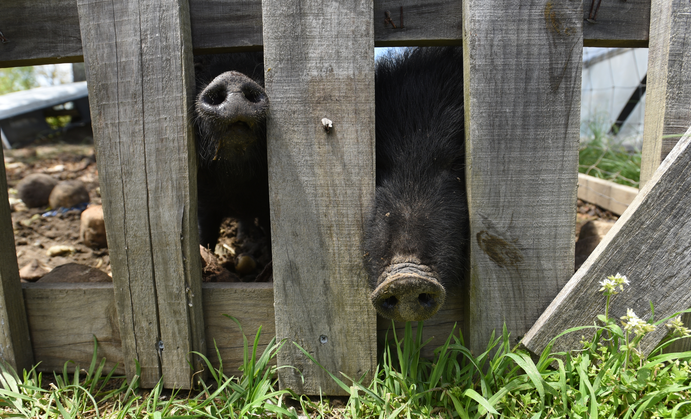 Pigs Sassy and Frassy look out of their pen April 15, 2016 on Stephen Bontekoe's Dade County, Ga. farm.
