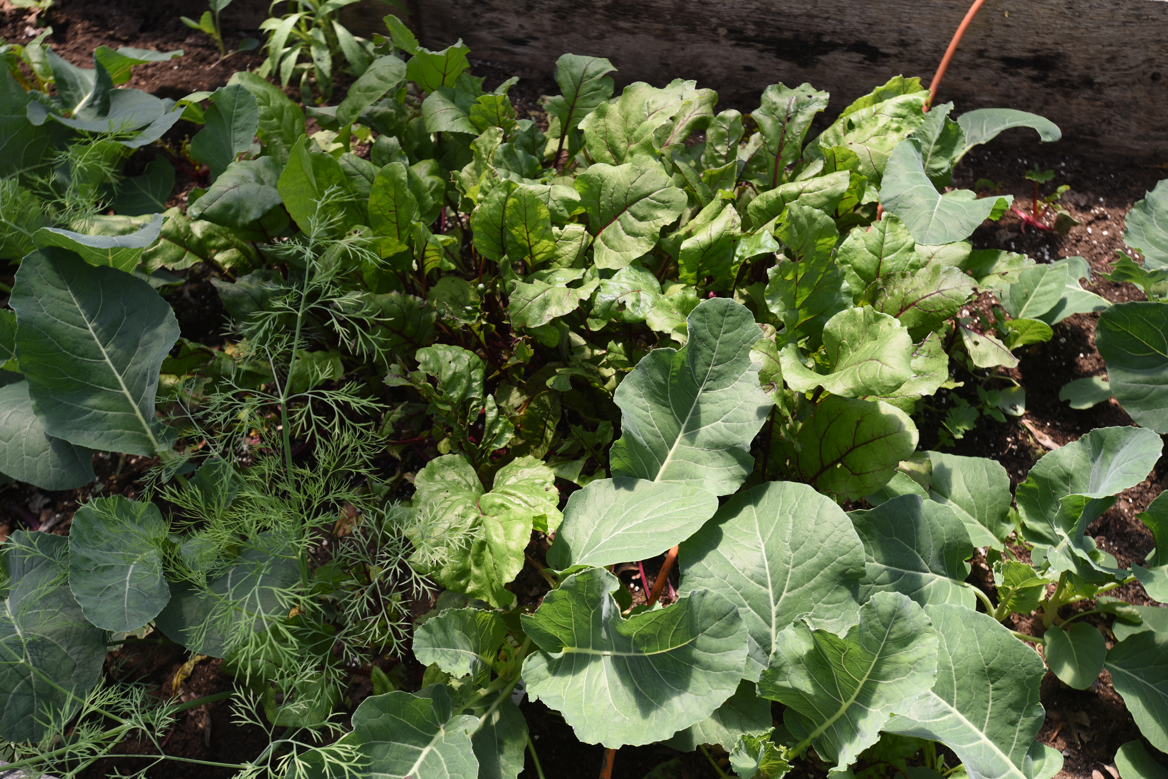 A variety of vegetables are growing in Stephen Bontekoe's green house Friday, April 15, 2016 on his Dade County, Ga. farm.