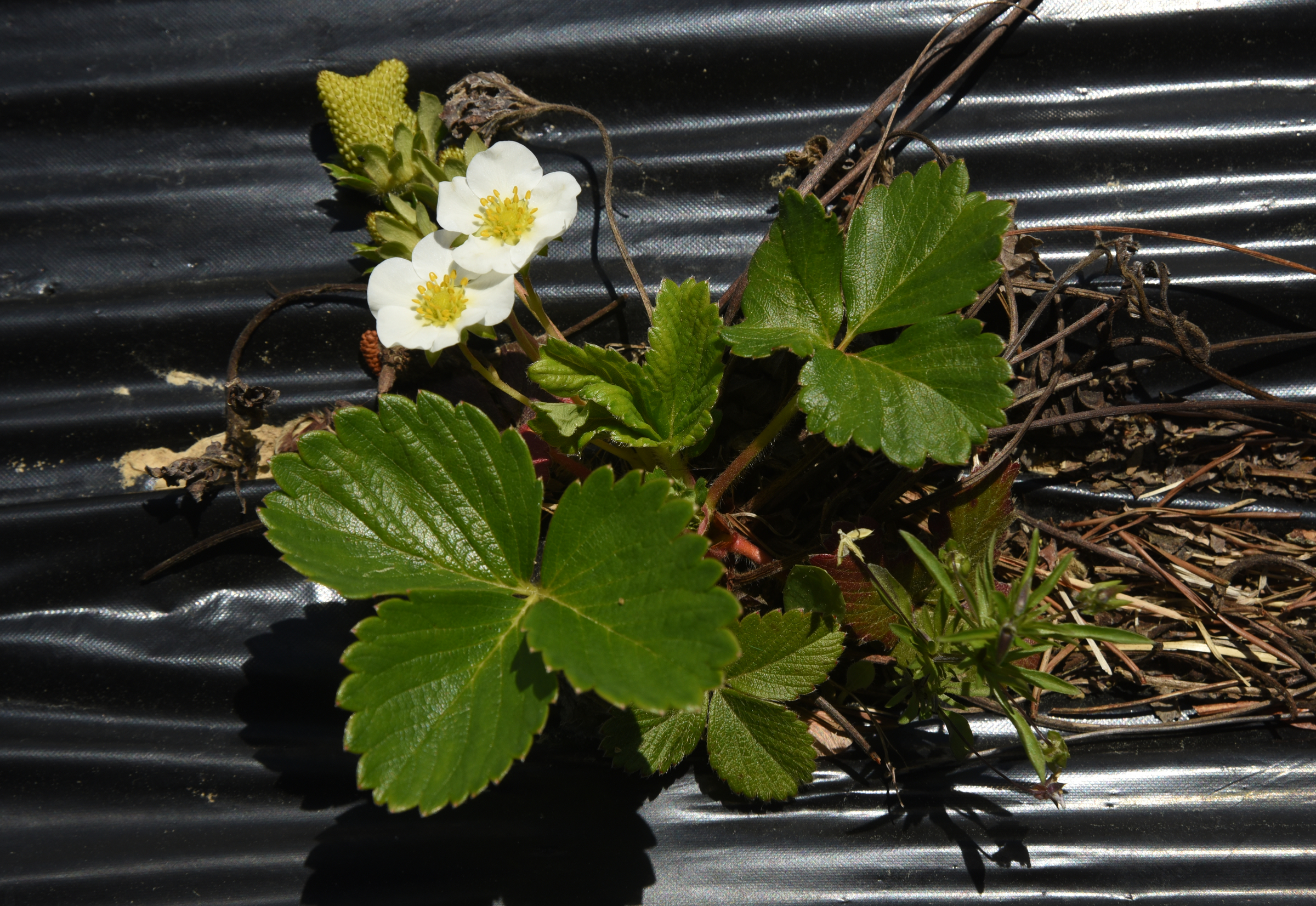 Strawberries are among many crops grown on Stephen Bontekoe's Dade County, Ga. farm.