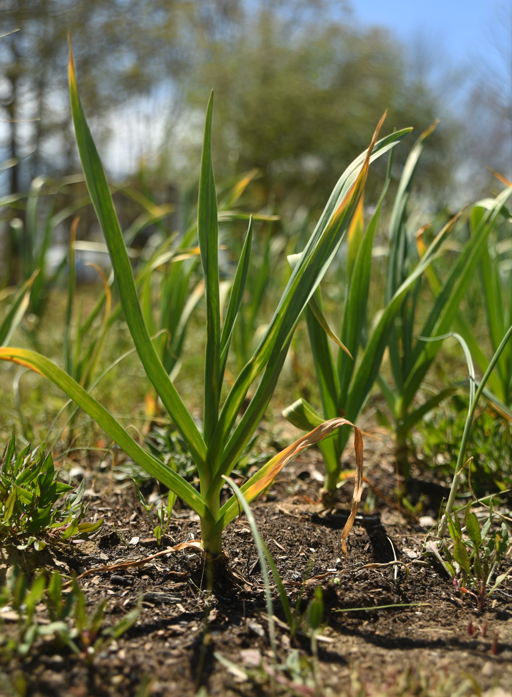 Garlic is among many crops grown on Stephen Bontekoe's Dade County, Ga. farm.