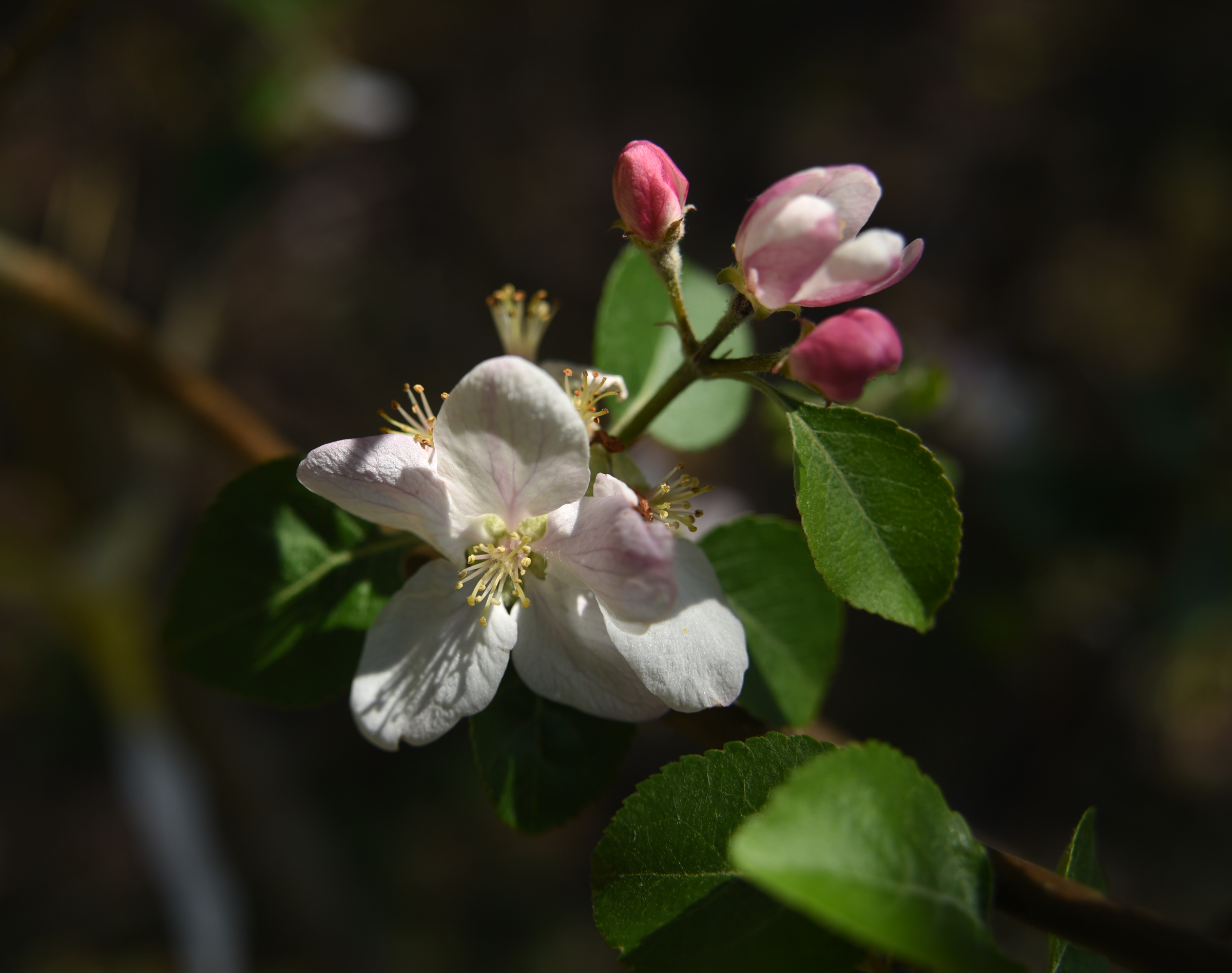 An apple tree is blooming on Stephen Bontekoe's Dade County, Ga. farm.