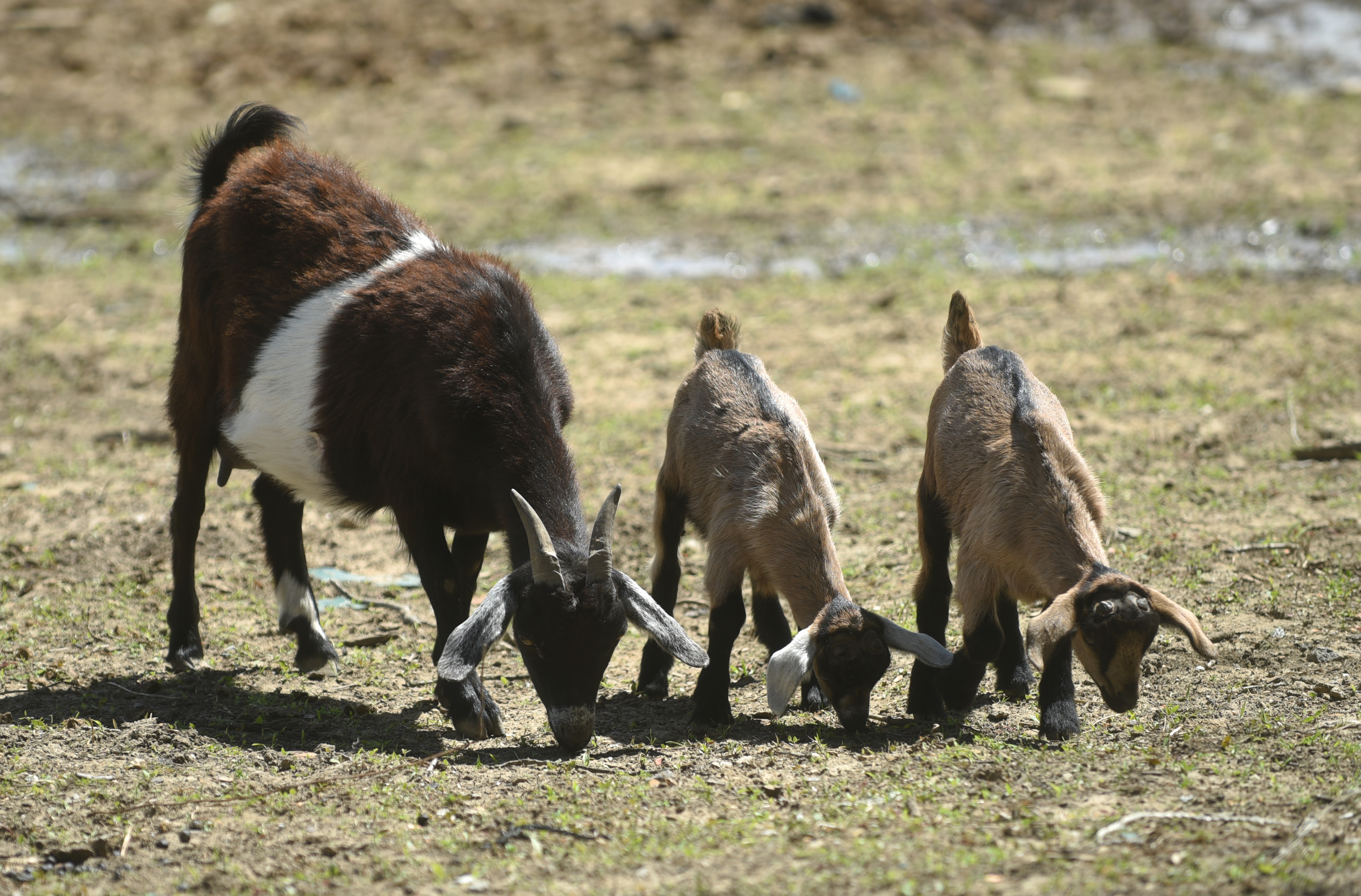 Goats graze at Stephen Bontekoe's Dade County, Ga. farm April 15, 2015.