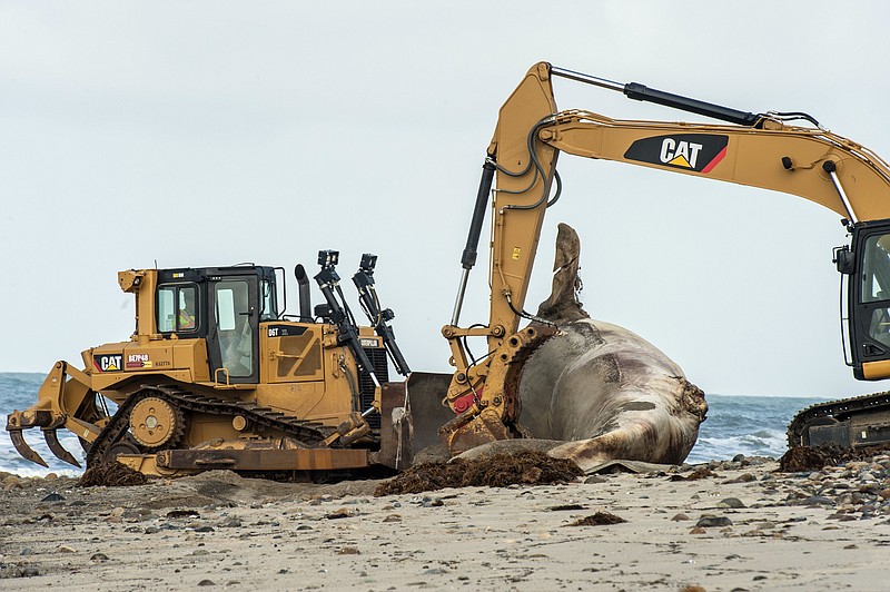 
              Crews use earth-moving equipment to begin removing a massive gray whale carcass from Southern California's San Onofre State Beach in San Clemente, Calif., Thursday, April 28, 2016. The whale washed ashore Sunday at a famous surf break called Lower Trestles north of downtown San Diego. (Mark Rightmire/The Orange County Register via AP) MAGS OUT; LOS ANGELES TIMES OUT; MANDATORY CREDIT
            