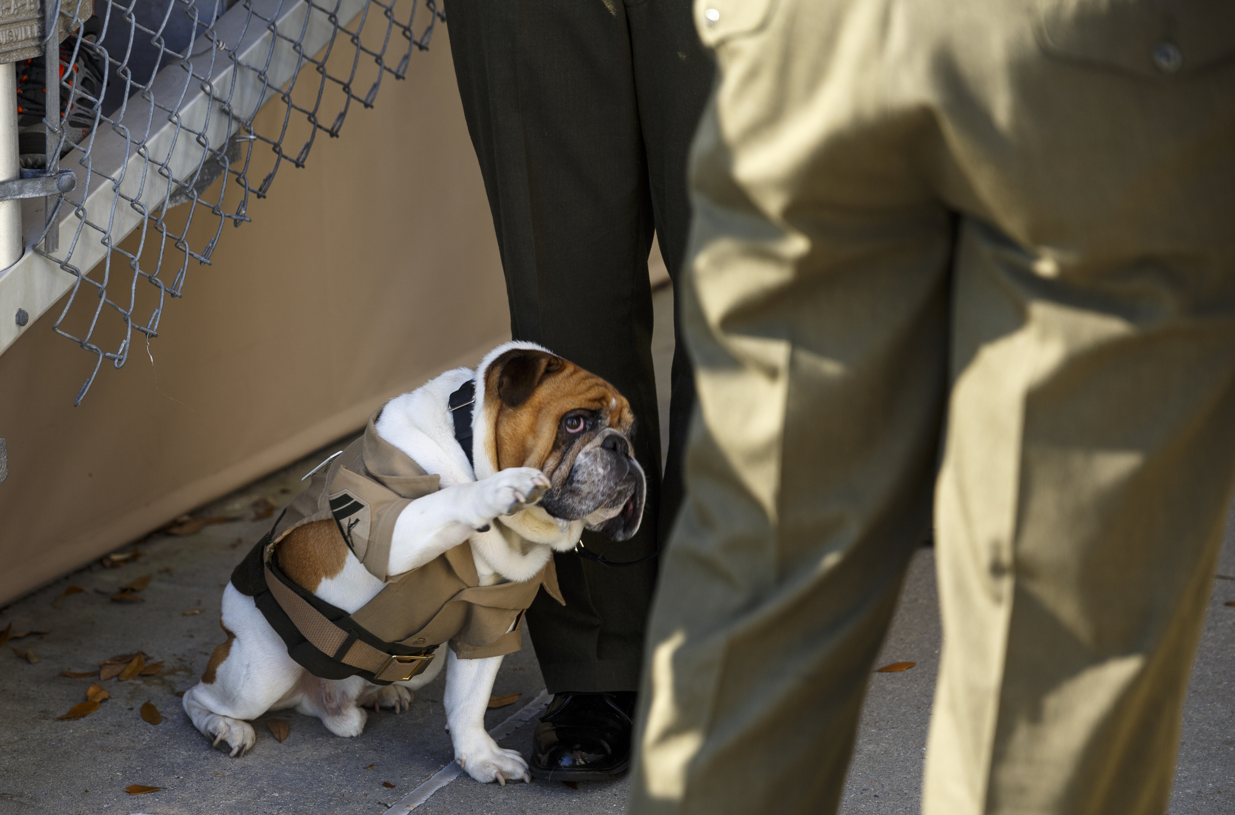 Cpl. Legend, the Marine Corps mascot, salutes an officer during a graduation ceremony for new Marines at the Marine Corps Recruit Depot on Friday, April 29, 2016, in Parris Island, South Carolina. 379 new Marines graduated from boot camp Friday.