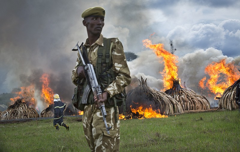 A ranger from the Kenya Wildlife Service (KWS) stands guard as pyres of ivory are set on fire in Nairobi National Park, Kenya, Saturday, April 30, 2016. Kenya's president Saturday set fire to 105 tons of elephant ivory and more than 1 ton of rhino horn, believed to be the largest stockpile ever destroyed, in a dramatic statement against the trade in ivory and products from endangered species. (AP Photo/Ben Curtis)