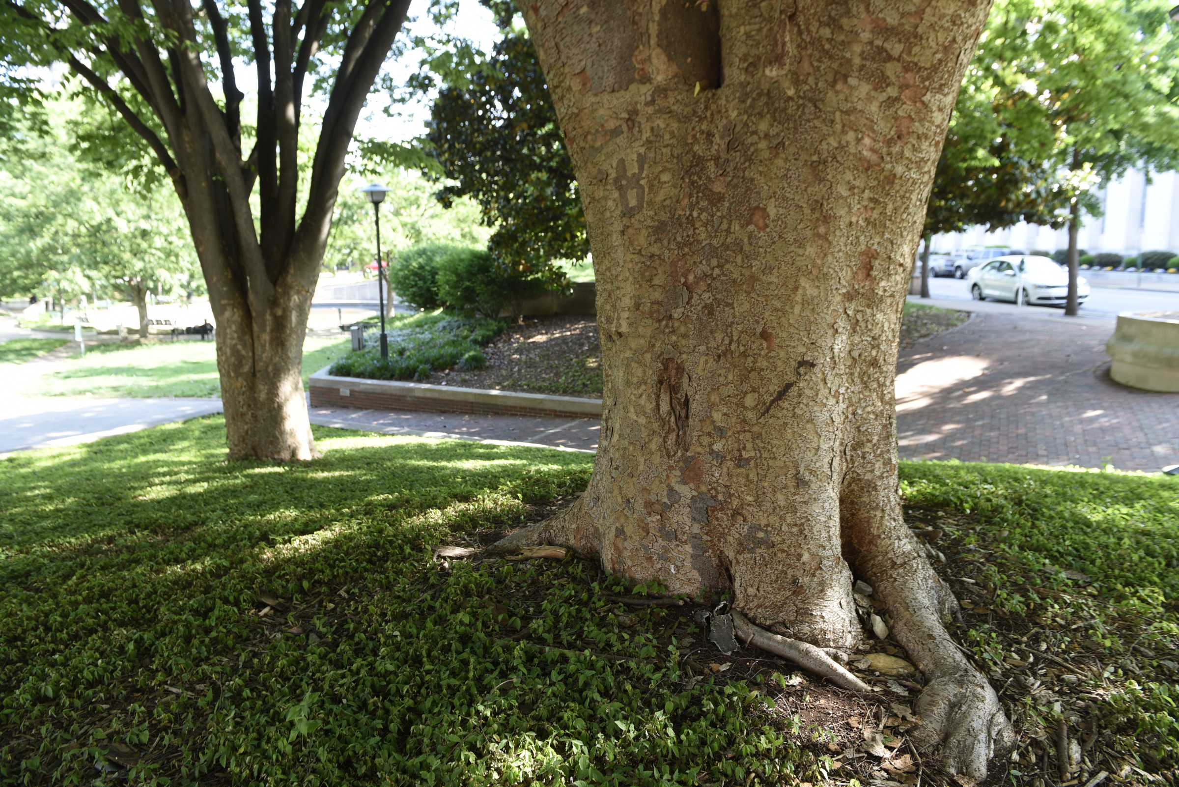 Large trees are photographed in Miller Park on Wednesday, Apr. 27, 2016, in Chattanooga, Tenn.
