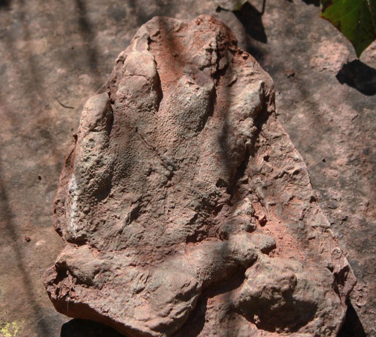 
              This photo made available by the Direccio General de Comunicacio del Govern of Catalonia on Monday, May 2, 2016, shows a footprint of a dinosaur discovered in early April by a person out walking in Olesa de Montserrat, 40 kilometers north of Barcelona. The government says the footprint of a dinosaur that roamed Spain 230 million years ago has been found in an excellent state of conservation in northeastern Catalonia. (Direccio General de Comunicacio del Govern of Catalonia via AP)
            