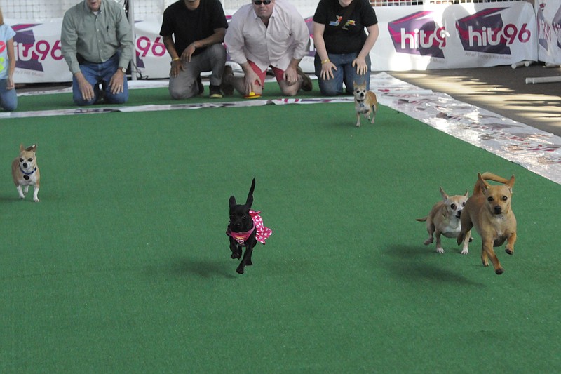 Tiny dogs compete for big fun at Running of the Chihuahuas [video