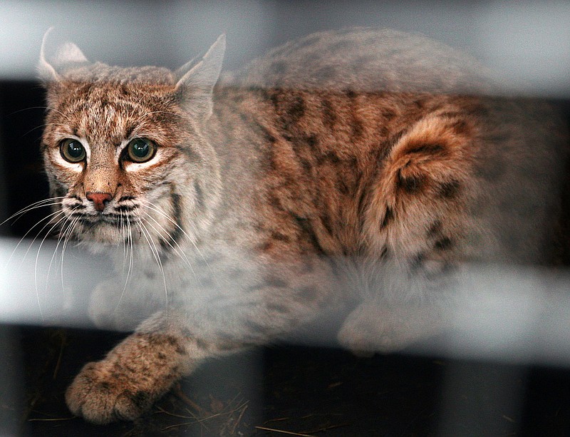 
              FILE - In this Dec. 7, 2007 file photo a bobcat trapped in a snare at the Billings, Mont., airport looks out of his crate before he is released east of Shepherd, Mont. An environmental group is asking a federal judge to halt a United States government program that allows the export of tens of thousands of bobcat pelts and a small number of gray wolf pelts for sale on the international fur market. (Casey Riffe /The Billings Gazette via AP, File) MANDATORY CREDIT
            