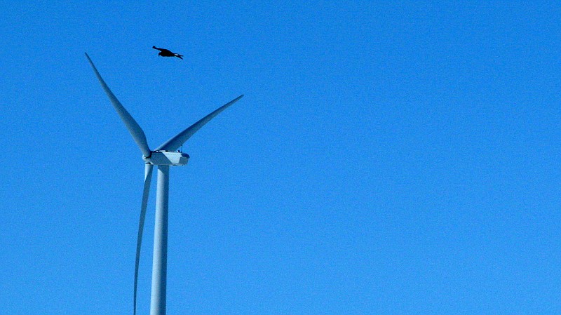 
              FILE - In this April 18, 2013, file photo, a golden eagle is seen flying over a wind turbine wind farm in Converse County Wyo. The Obama administration is revising a federal rule that allows wind-energy companies to operate high-speed turbines for up to 30 years, even if means killing or injuring thousands of federally protected bald and golden eagles.  (AP Photo/Dina Cappiello, File)
            