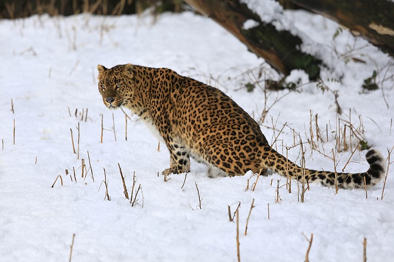 
              FILE - In this Thursday, Jan. 23, 2014 file photo, a female leopard sits inside a snow covered enclosure at Dachigam Wildlife Sanctuary, outskirts of Srinagar, India. A new study published Wednesday May 4, 2016 says leopards have lost 75 percent of their historic range across Africa, Asia and the Middle East, with three Asian subspecies facing eradication. (AP Photo/Dar Yasin, File)
            