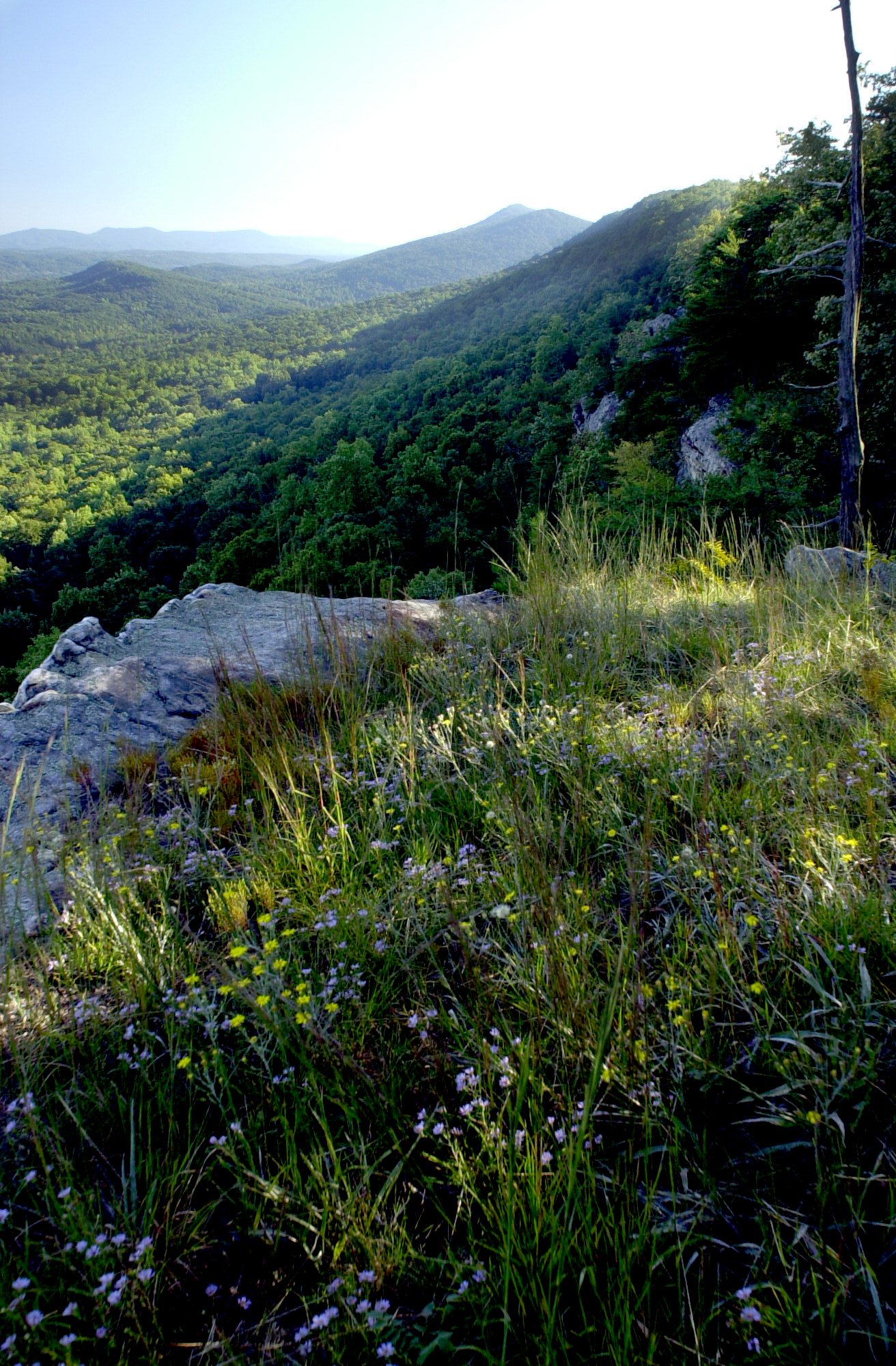 Wildflowers dot the cliff as High Point looms in the distance in this view south along Lookout Mountain. This view is just a short walk from Lula Lake.