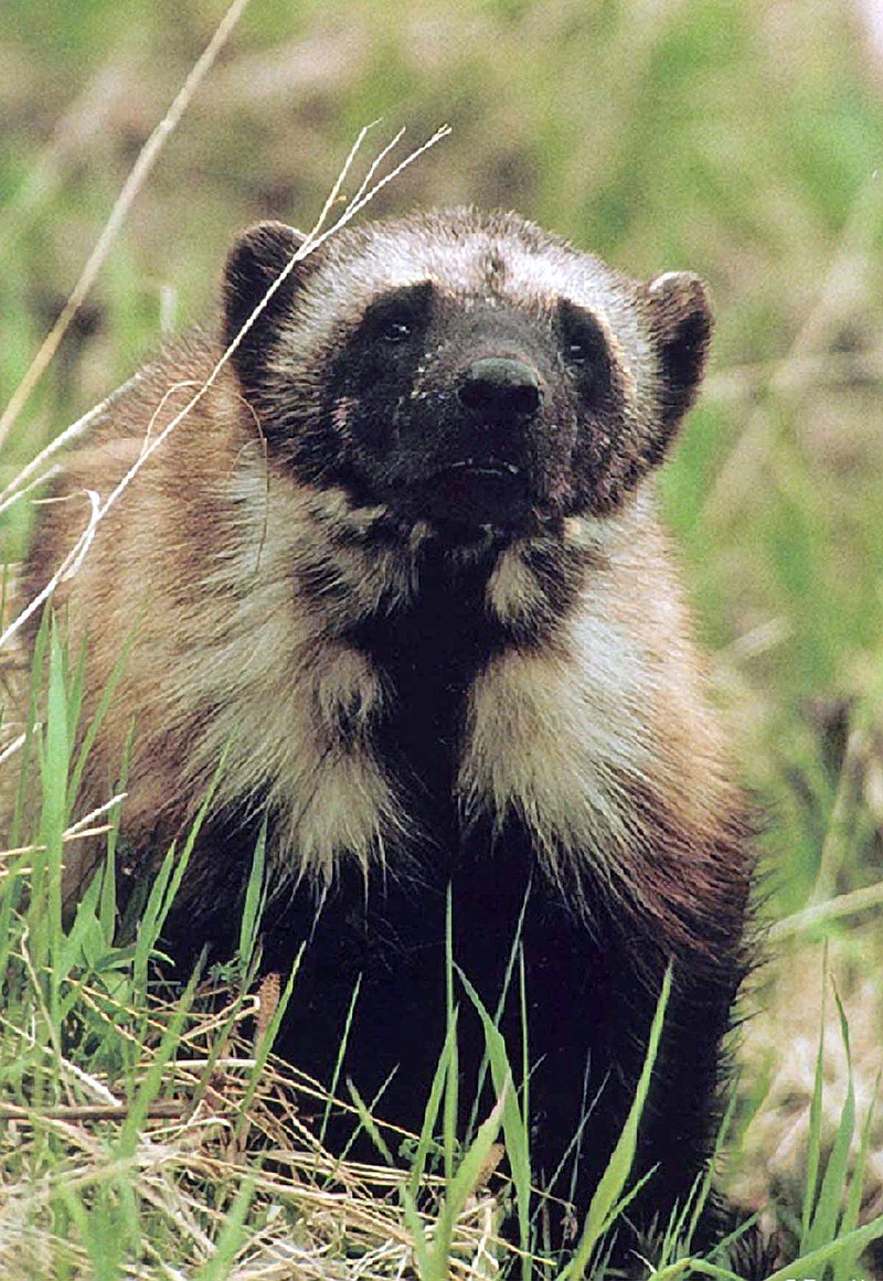
              FILE - This undated file photo shows a wolverine in Montana's Glacier National Park. Researchers are working on a plan to study wolverines in four Rocky Mountain states in the winter of 2016 to see if the animals can be reintroduced to some regions to boost their numbers and see how they might travel between mountain ranges. A researcher for Montana's wildlife agency says that state, Idaho, Wyoming and Washington are working together because there are so few wolverines and they are spread across a wide area. (Jeff Copeland/Glacier National Park/The Missoulian via AP, File) NO SALES
            