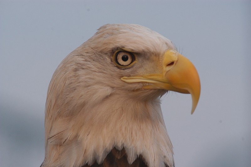 Challenger, an American bald eagle, was part of the ceremonies when The Passage opened at Ross's Landing in 2005.