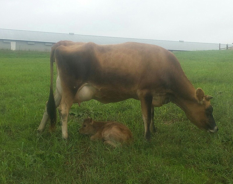 2 Boys Creamery sells farmfresh milk and meat Chattanooga Times Free