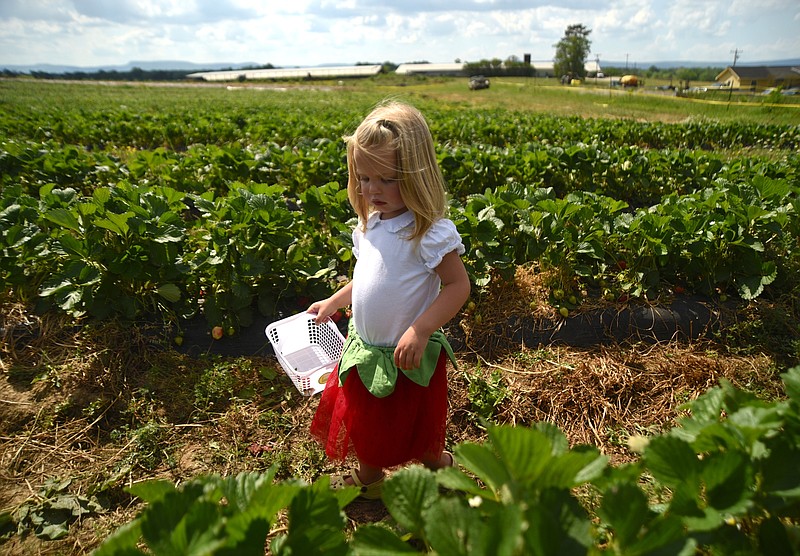 Penelope Tinney searches for ripe strawberries.