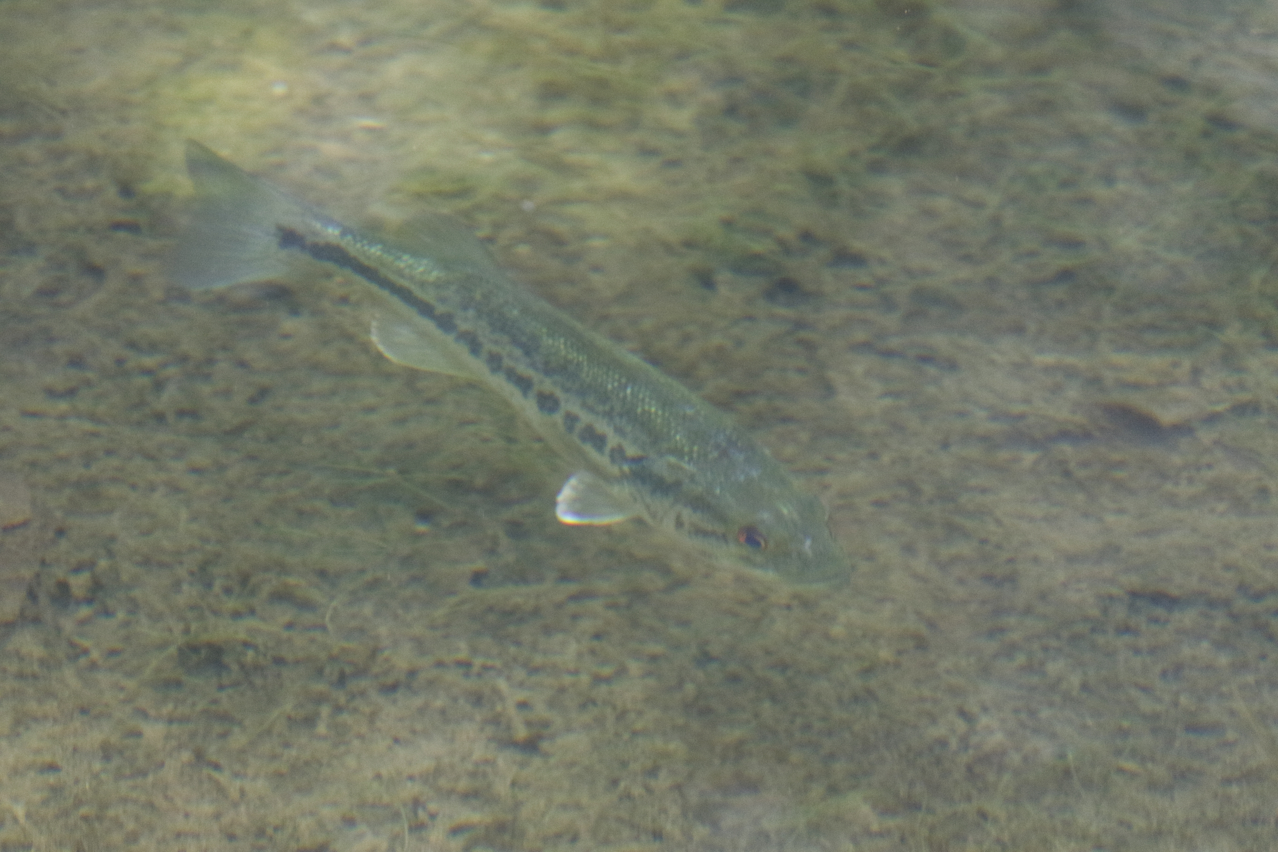 A largemouth bass swims freely in the Tailings Pond area.