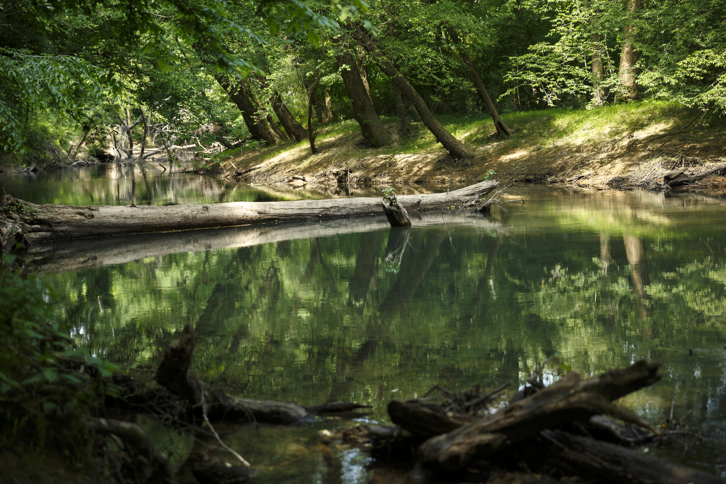 Felled trees cross North Chickamauga Creek near the site of a new canoe put-in off of Longview Drive on Wednesday, May 11, 2016, in Hixson, Tenn.