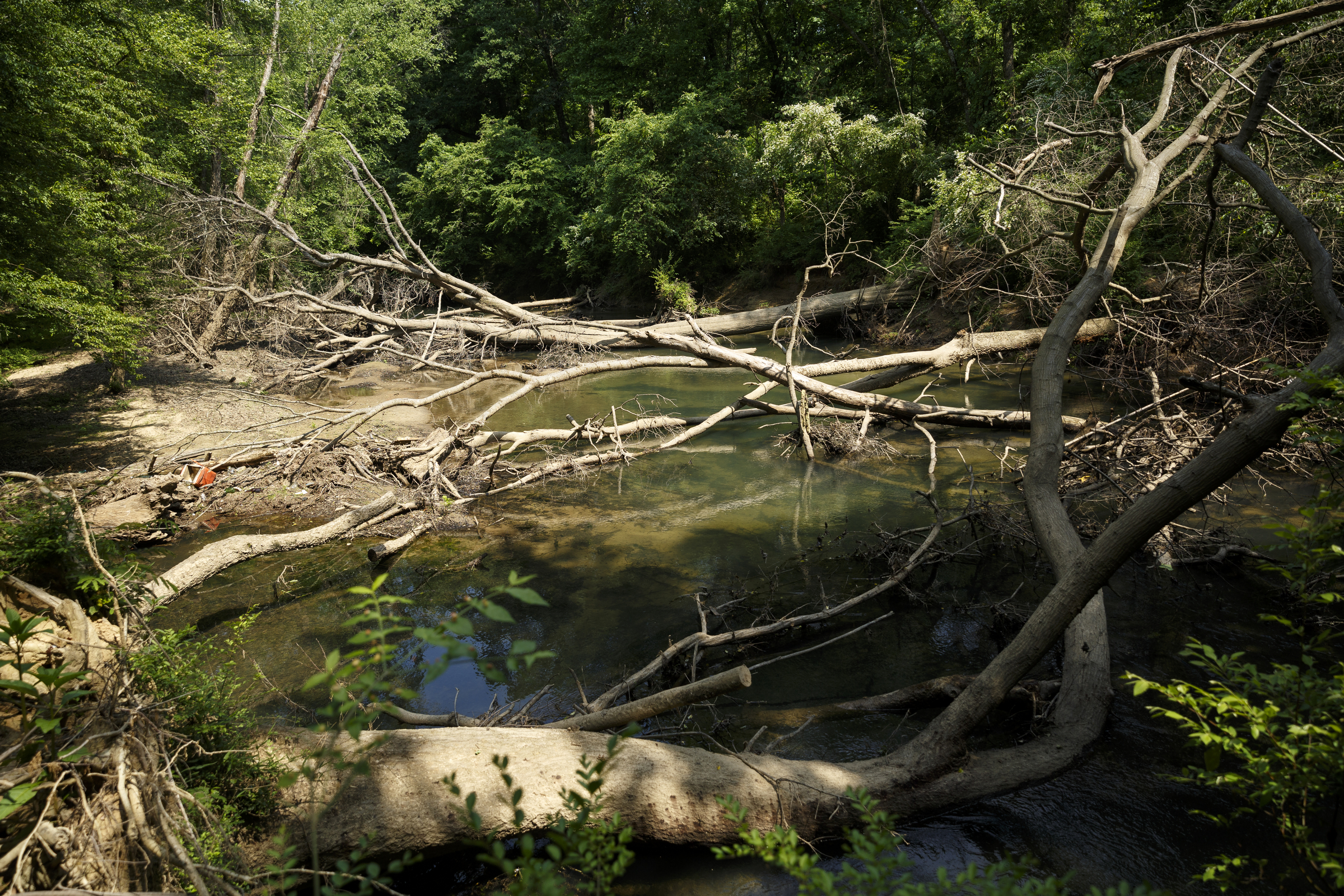Felled trees cross North Chickamauga Creek near the site of a new canoe put-in off of Longview Drive on Wednesday, May 11, 2016, in Hixson, Tenn.
