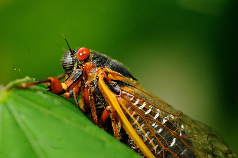 
              FILE In this May 16, 2013 file photo, a 17-year old cicadas is shown.  The 17-year cicadas are coming again to big chunks of Ohio and West Virginia. Starting the week of May 15, 2016,  there will be millions of them with their scary red eyes and orange wings and mating song that can drown out the noise of passing jet planes.  (Dave Ellis/The Free Lance-Star via AP) MANDATORY CREDIT
            