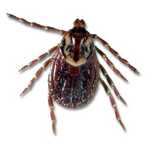 The American dog tick (Dermacentor variabilis) is a dark brown tick that can be identified by the randomly arranged silver streaks on the back of both the male and female. The immature stages feed primarily on rodents, rabbits, opossums, raccoons, etc., but never on humans. Adults are found on larger animals such as dogs, cattle, deer and humans. The American dog tick is the species that can transmit the Rocky Mountain Spotted Fever organism in Tennessee. Fortunately, only 3 to 5 percent of adult ticks in known Rocky Mountain Spotted Fever areas carry the organism. This tick attaches to humans most frequently in the spring and early summer.