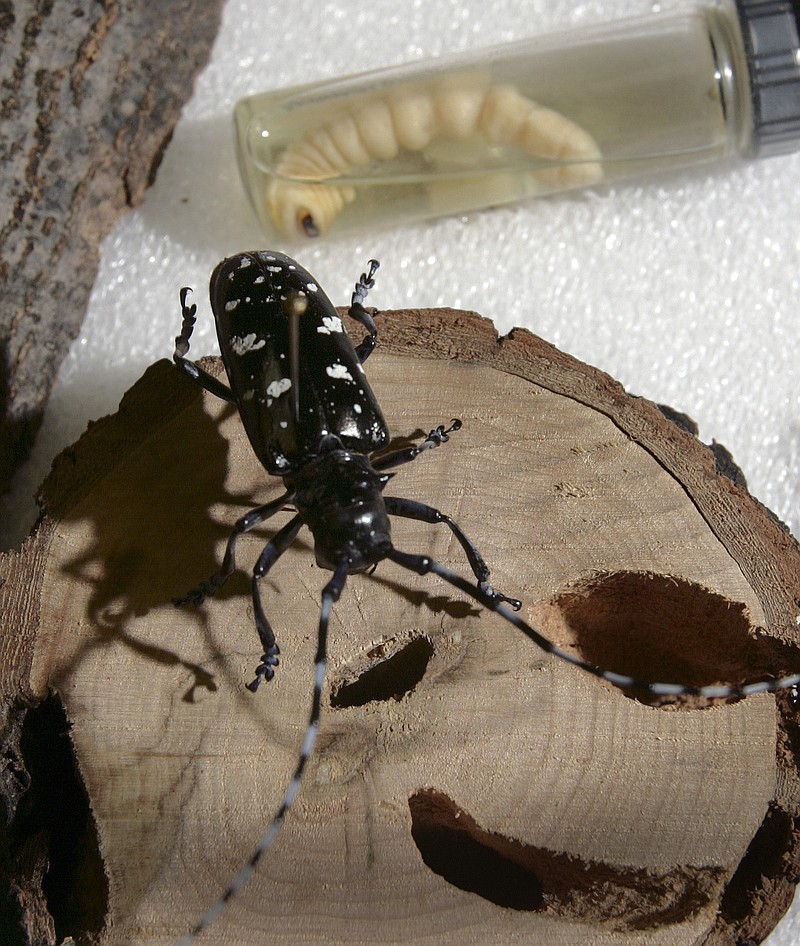 FILE - In this May 21, 2009, file photo, a dead Asian longhorned beetle is seen in its adult stage, front, and as a larva at the state Department of Resources and Economic Development Division of Forest and Lands office in Hillsboro, N.H. (AP Photo/Jim Cole, File)
            