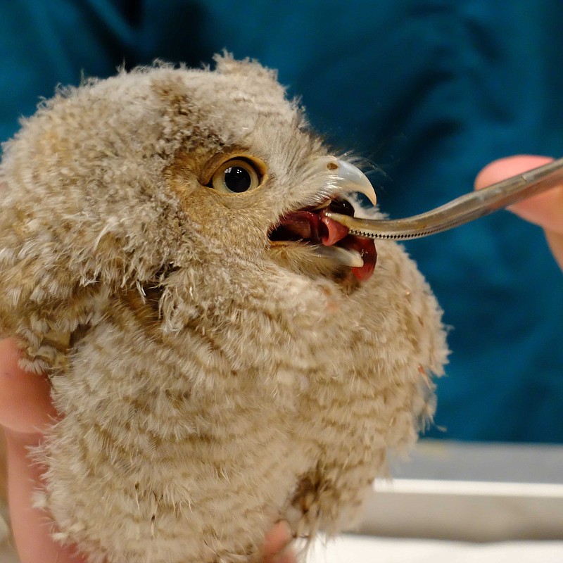 
              A baby screech owl is fed at The Schuylkill Center for Environmental Education in Philadelphia on Tuesday, May 17, 2016. A Philadelphia television meteorologist broke off from a trail run to rescue the injured baby screech owl and take it to the wildlife center, where it’s doing well. Longtime WPVI-TV personality Cecily Tynan said on her Facebook page she found the injured owl on the ground Monday, May 17, 2016, clacking its beak at her. Center officials said the month-old owl fell out of its nest and probably wouldn’t have survived for long on the ground.  (The Schuylkill Center for Environmental Education via AP)
            