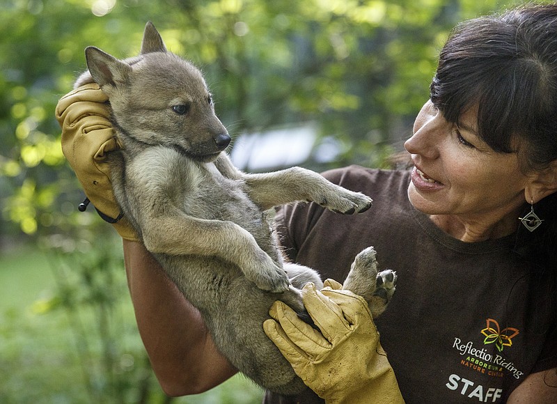 Director of wildlife Tish Gailmard shows a male red wolf pup to media at Reflection Riding Arboretum and Nature Center on Wednesday, May 18, 2016, in Chattanooga, Tenn. The center has a litter of red wolf puppies, two males and one female, that were born on April 15.