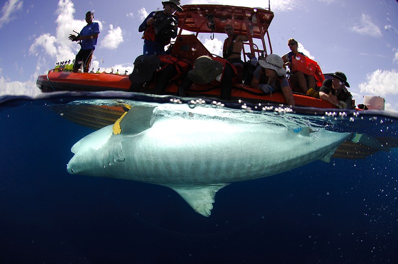 
              In this July 2007 image provided by the University of Hawaii’s Institute of Marine Biology, a team of researchers from the university tags a large tiger shark near Lisianski Island in the Northwestern Hawaiian Islands. The researchers released a 2-year study Thursday, May 19, 2016 looking at tiger shark activity around Maui after a number of shark bites in 2012 and 2013 prompted the state to commisson further research. This shark, while not part of this specific study, is an example of some of the sharks the team has handled during their research. (Luis Roch, University of Hawaii’s Institute of Marine Biology via AP)
            