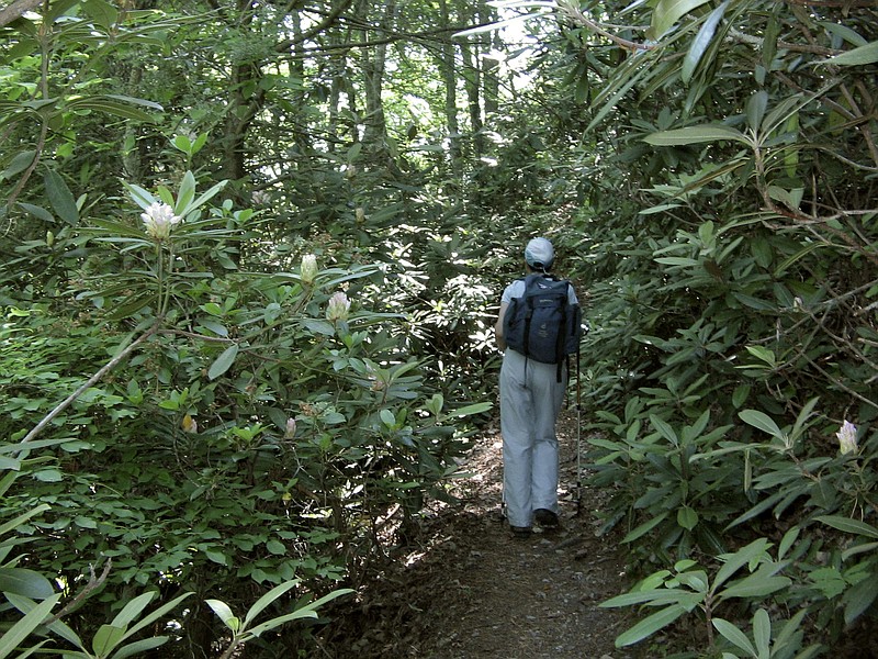 This June 3, 2011 photo shows a hiker traversing a rhododendron forest along a stretch of the 2,181-mile Appalachian Trail near the tiny Blue Ridge Mountain town of Hot Springs, N.C.