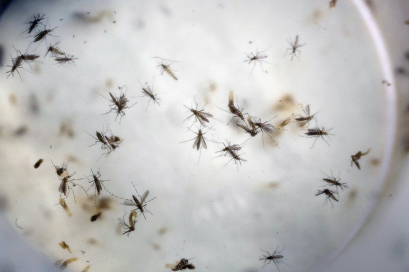 
              FILE - In this Feb. 11, 2016 file photo of aedes aegypti mosquitoes are seen in a mosquito cage at a laboratory in Cucuta, Colombia. Congress is racing toward its summer break, but like a procrastinating college kid it has tons of work to catch up on to avoid a report card laden with grades of incomplete or even worse. (AP Photo/Ricardo Mazalan, File)
            