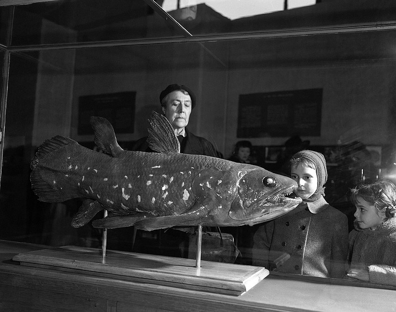 Speculation and fascination are just two of the expressions on the visitors faces as they view a coelacanth on exhibition at the Natural History Museum in Paris on March 21, 1954. Coelacanths were believed to have been extinct for millions of years until one was caught off the east coast of Africa in the early 1950s.