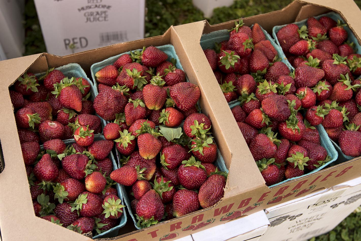 Strawberries are boxed to be taken home by a vendor at the Tennessee Strawberry Festival on Saturday, May 9, 2015, in Dayton, Tenn. The annual festival, held in historic downtown Dayton around the Rhea County Courthouse, brought crowds to browse the wares of craft vendors and food trucks.
