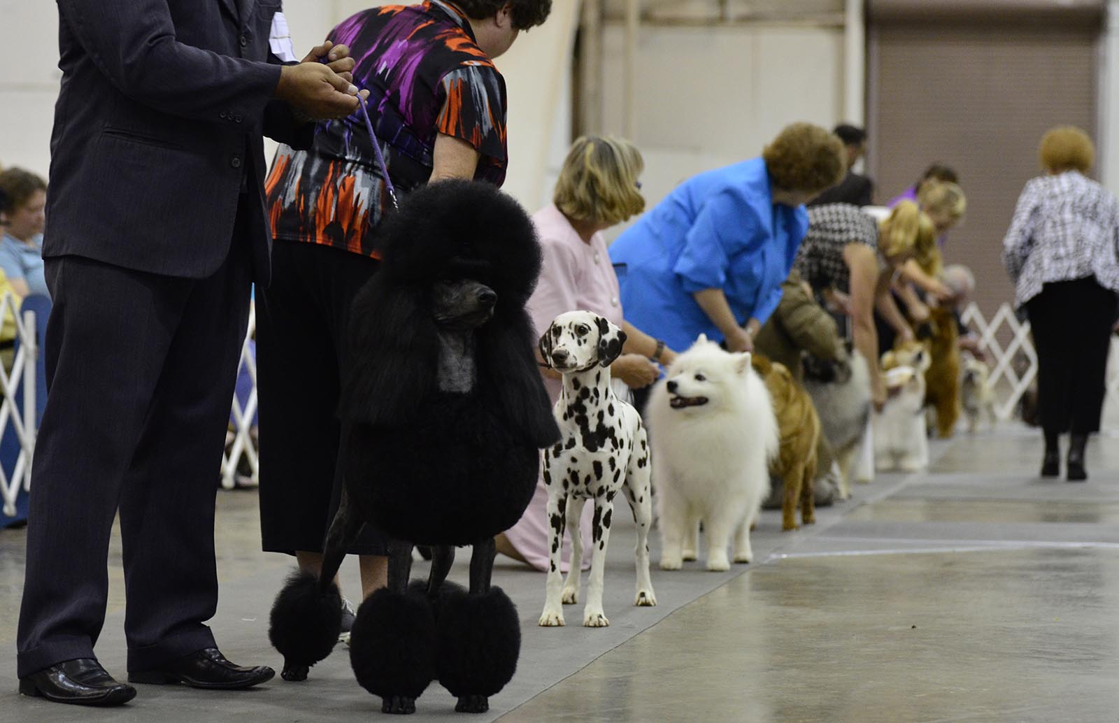 Dogs and their owners line up before being inspected by judges during the Chattanooga Kennel Club's All-Breed dog show at Camp Jordan in Chattanooga, Tenn., on Sunday, September 14, 2014.