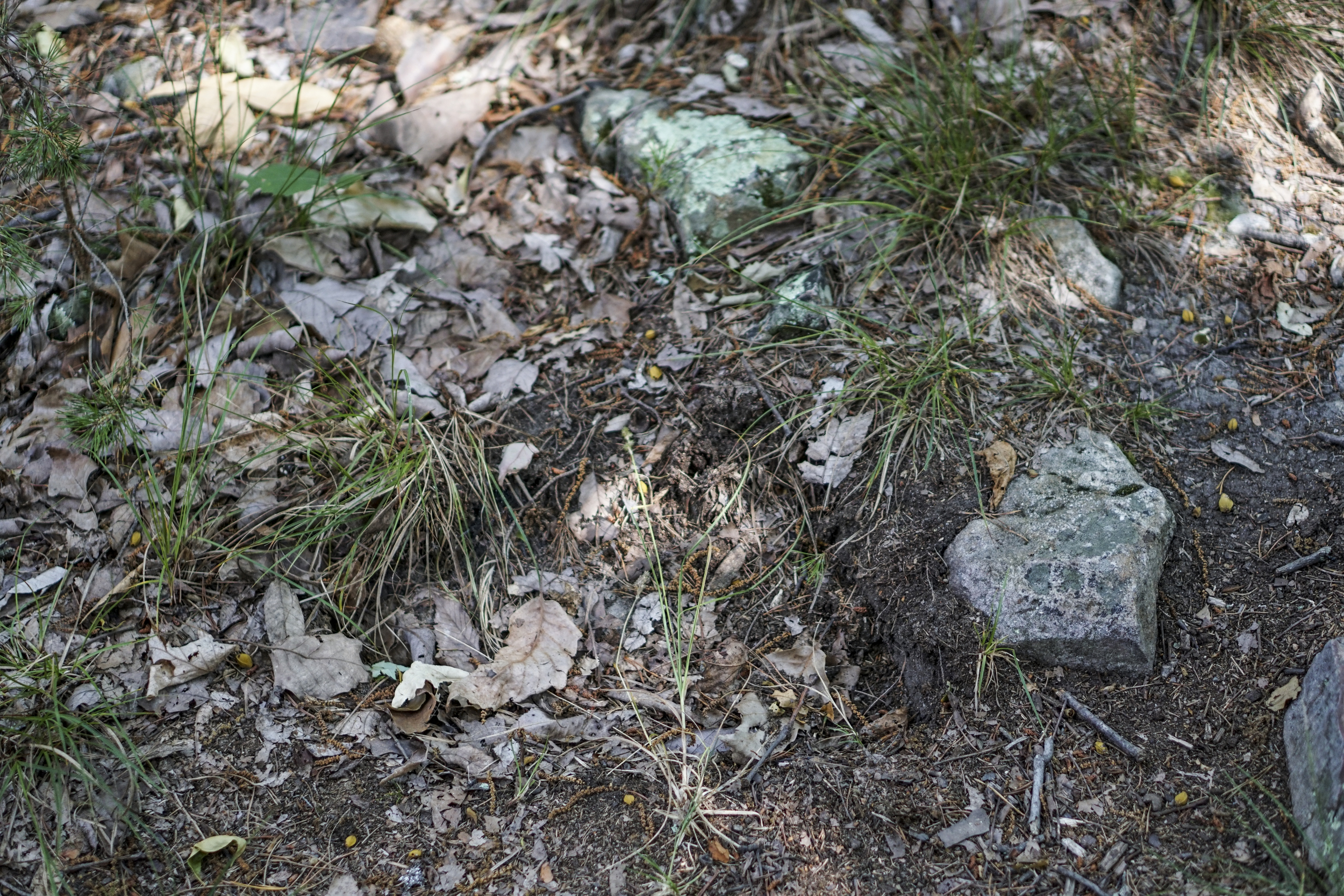 Staff Photo by Dan Henry / The Chattanooga Times Free Press- 5/25/16. A depression remains where a rock was removed a boulder garden sectionof the Pinhoti Trail near the Dug Gap trailhead. With a small number of expert trails in the Chattanooga area modifications to the trails to make them easier are seen as destructive and bad for the mountain biking community as a whole.