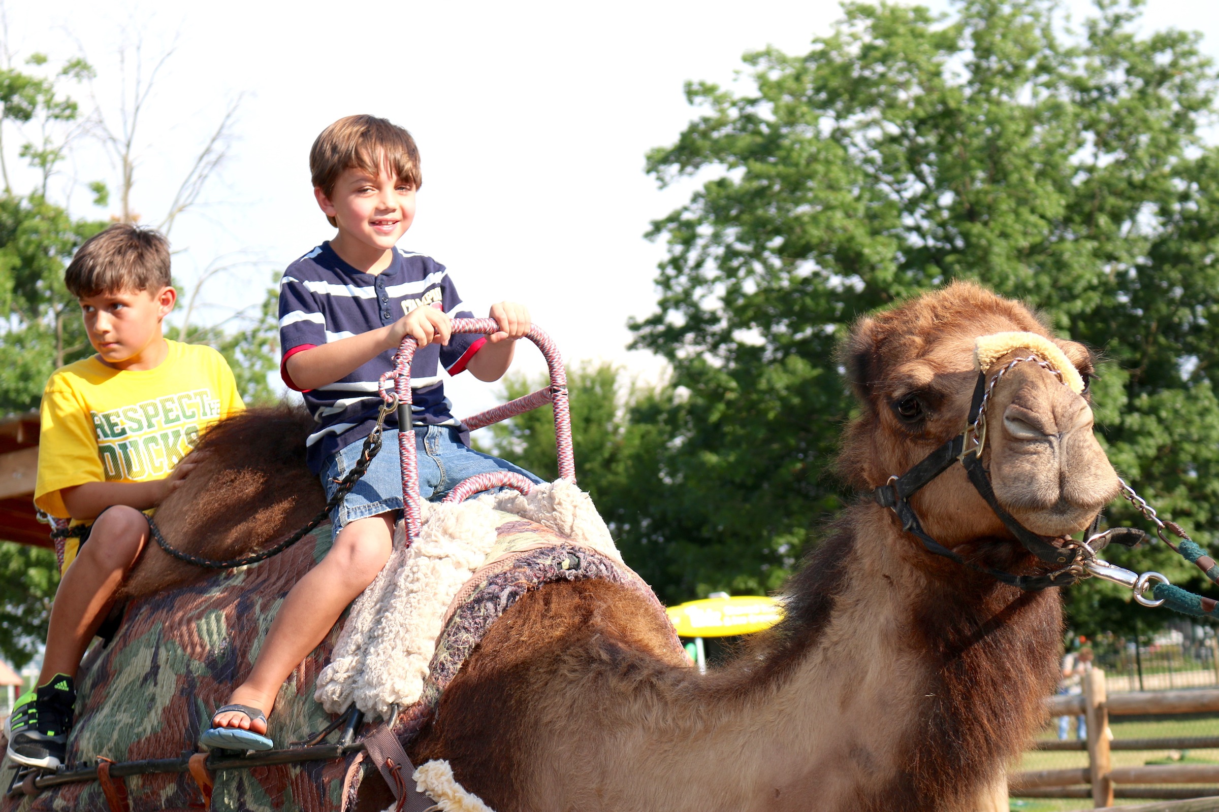 Children at least 38 inches in height can ride a camel at the Chattanooga Zoo.