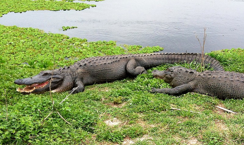 Pair of alligators.