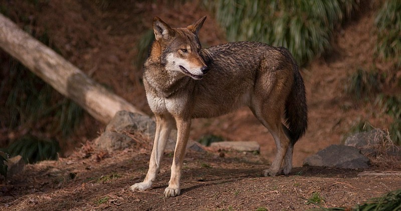 The current status of red wolves and efforts to protect the endangered species are at the center of "Red Wolf Revival." The documentary focuses on the historic recovery effort in eastern North Carolina.