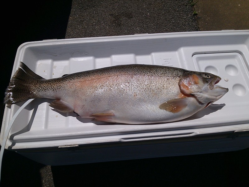 The new state record rainbow trout, caught Friday by 15-year-old John Morgan, weighed 18 pounds, 8 ounces and measured 32 inches long and 22 and one-quarter inches in girth.