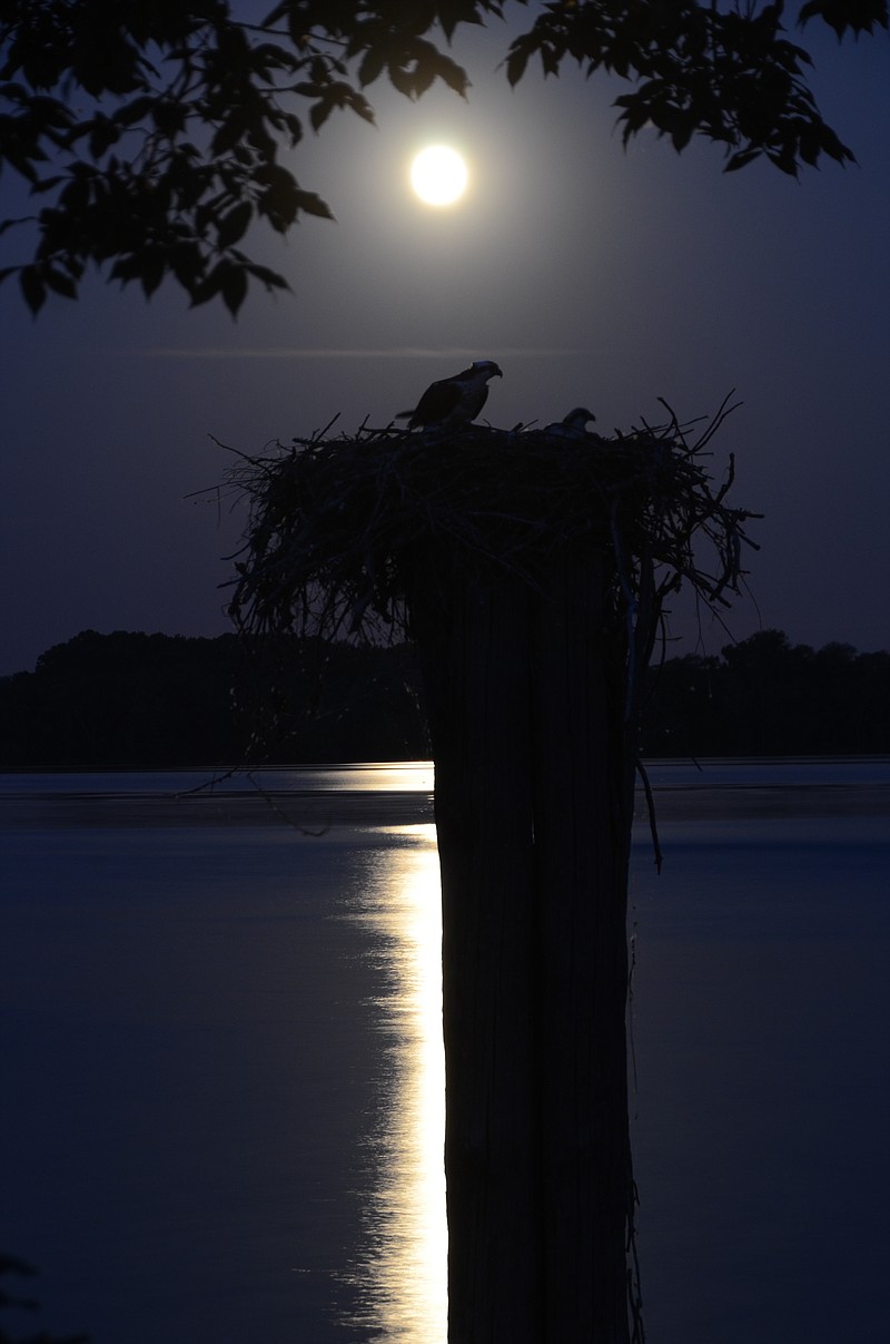 Andrew Cunnyngham took this photo from the Highway 60 boat ramp Monday evening in Rhea County near Dayton. It shows an osprey nest over the water silhouetted by the "strawberry moon," the nickname for June's full moon, which happens to coincide this year with the summer solstice.