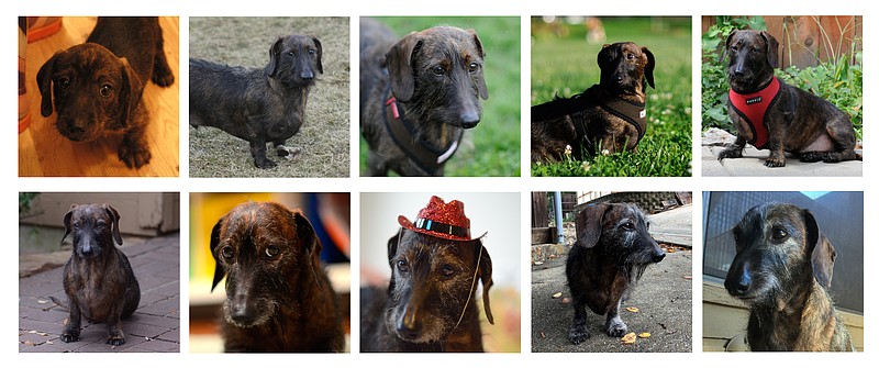 This composite of 10 photographs shows Oscar, a wire-haired dachshund from 8 weeks old, top left, to 10 years old, bottom right. Photos by year are from top left; 2007, 2008, 2009, 2010, 2011 and from bottom left; 2012, 2013, 2014, 2015 and 2016. (AP Photo/Benny Snyder)