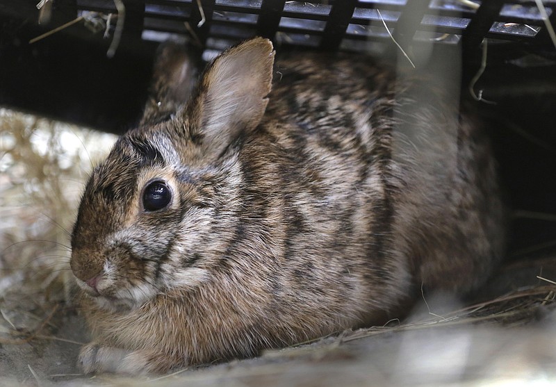 
              In this Tuesday, June 21, 2016 photo, a male New England cottontail rabbit sits in a pen at the Roger Williams Park Zoo, in Providence, R.I. In an ambitious restoration project, following 50 years of decline in the population of the species due to reduced habitat, federal and state authorities are raising the rabbits in captivity to release scores of tiny bunnies this summer into areas where thickets and brush have returned. (AP Photo/Steven Senne)
            