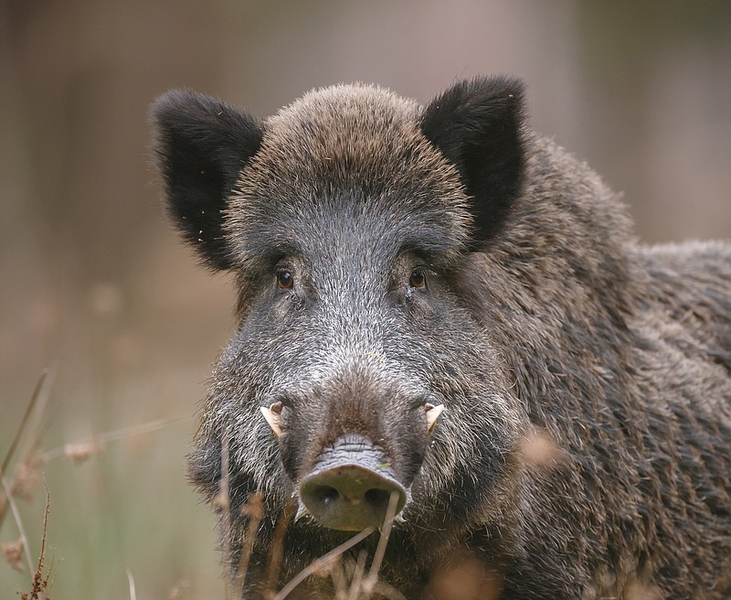 Male boar watching