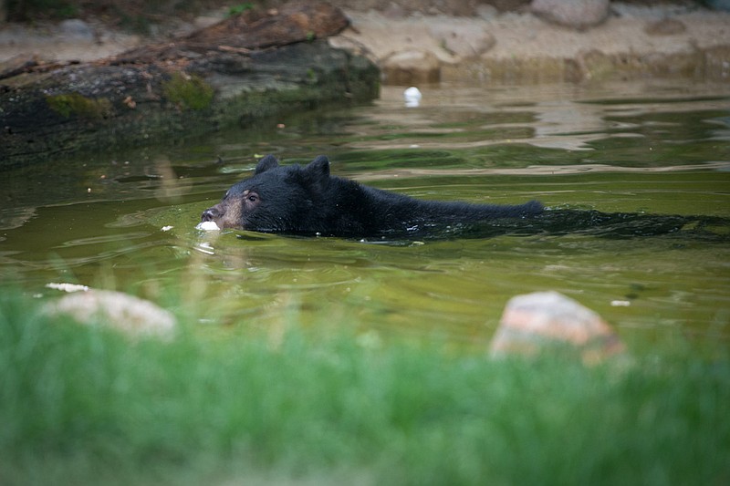 
              This June 2016 photo provided by the Columbus Zoo shows a black bear cub named Joan in the Columbus Zoo in Columbus, Ohio.  Zoo officials in Ohio say a black bear cub briefly escaped its enclosure before being corralled and sedated. A spokeswoman says the Columbus Zoo was put on lockdown Saturday,  for a few minutes until workers could contain the bear. (Columbus Zoo via AP)
            