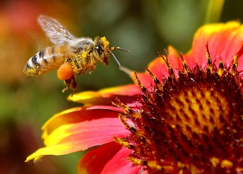 An important pollinator, honey bees contribute more than $14 billion annually to U.S. agriculture, according to the U.S. Department of Agriculture. "One mouthful in three of the foods you eat directly or indirectly depends on pollination by honey bees. Crops from nuts to vegetables and as diverse as alfalfa, apple, cantaloupe, cranberry, pumpkin, and sunflower all require pollinating by honey bees," the USDA's website states.