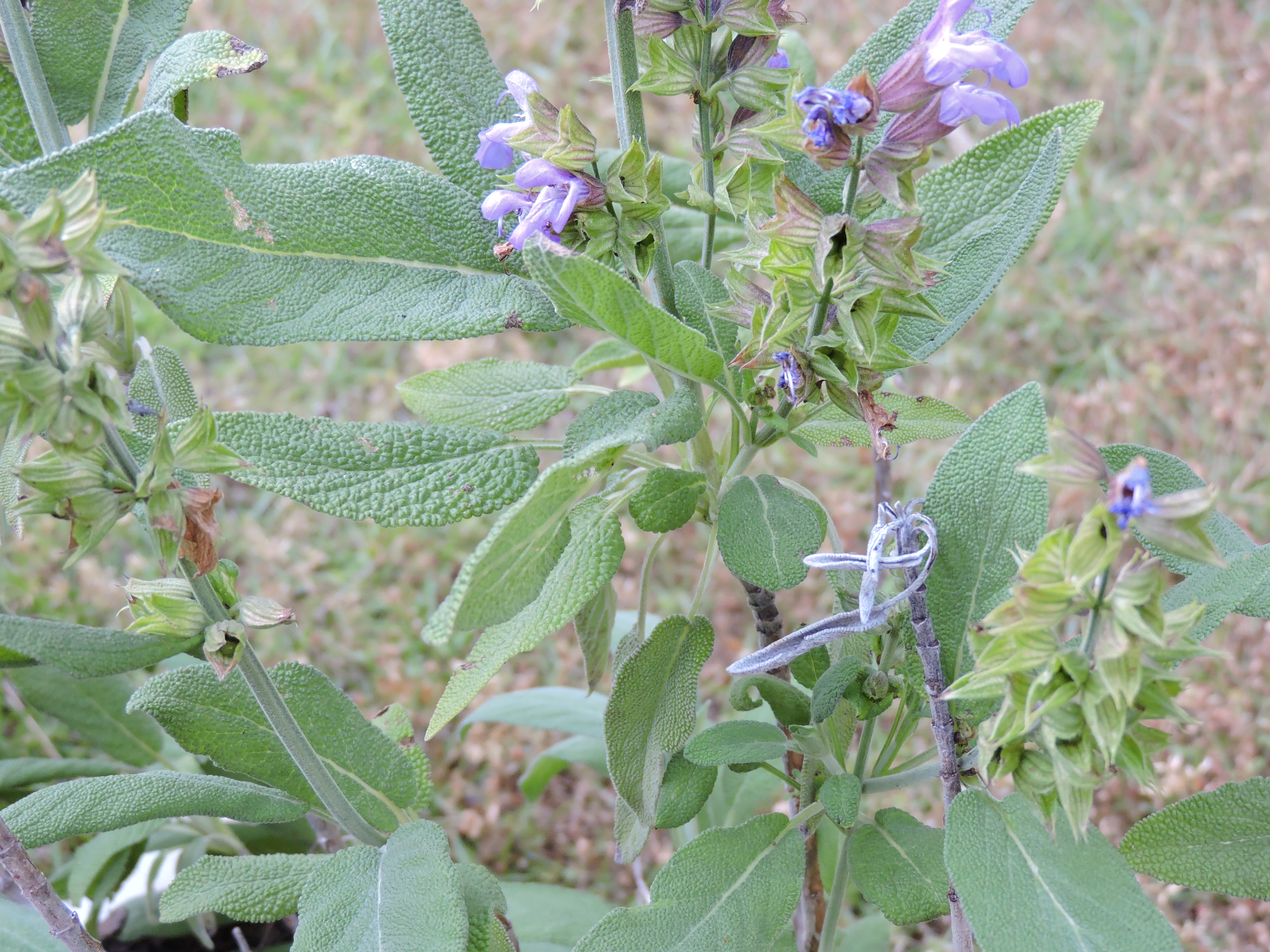 Sage flowers in Van Pelt's backyard.