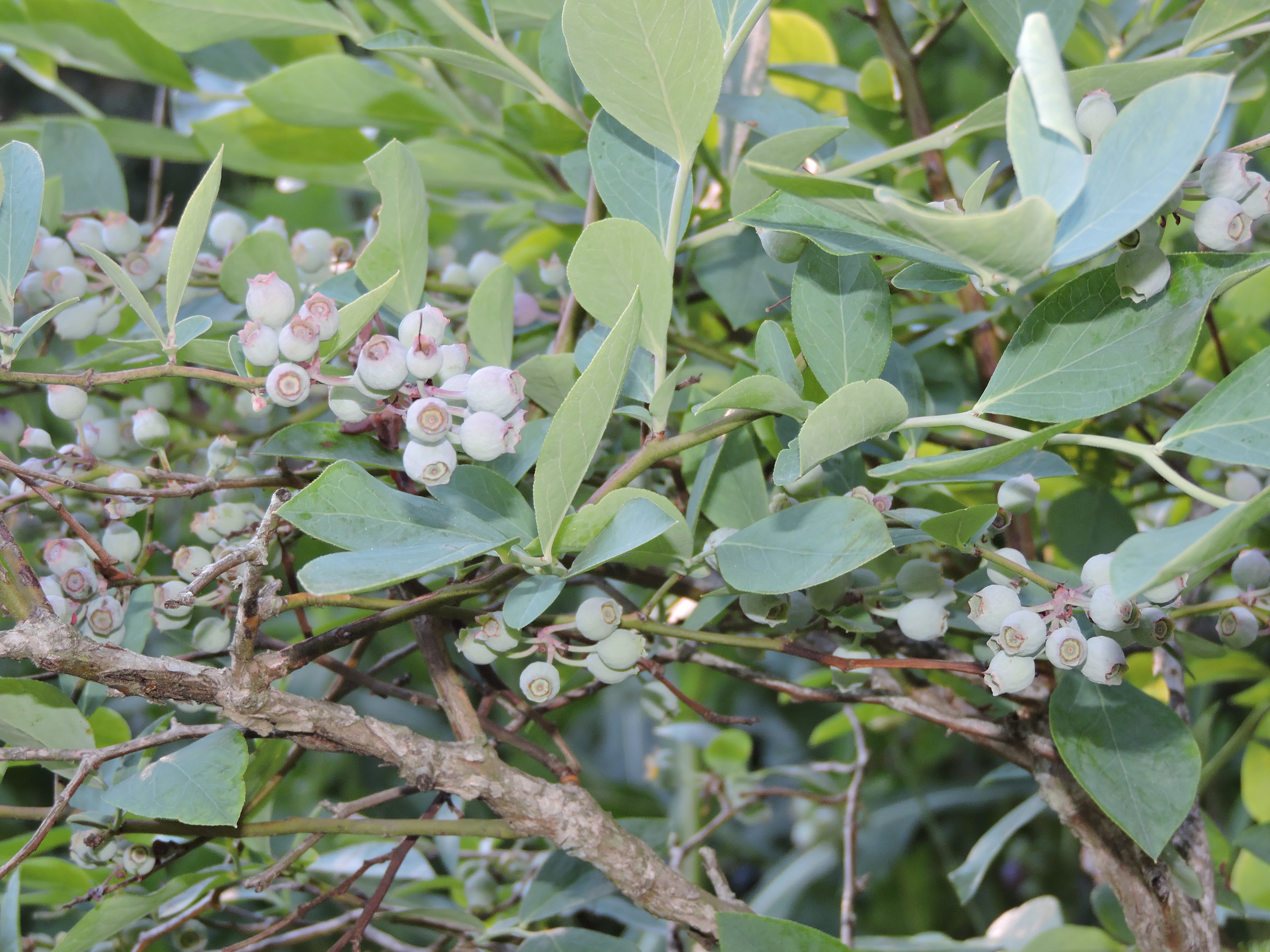 Blueberry bushes bloom in Van Pelt's front yard.
